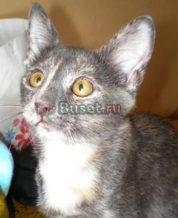 Котята ищут семью Москва