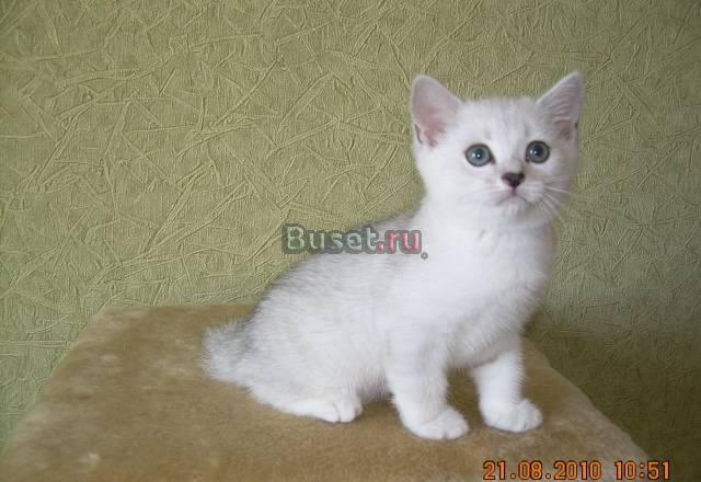 Элитные британские шиншиллы Кострома