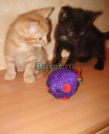 Раздаю котят в добрые руки Москва