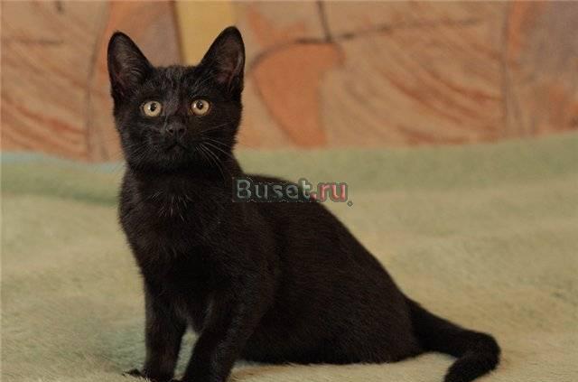 Очаровательный черный котенок ищет дом Санкт-Петербург