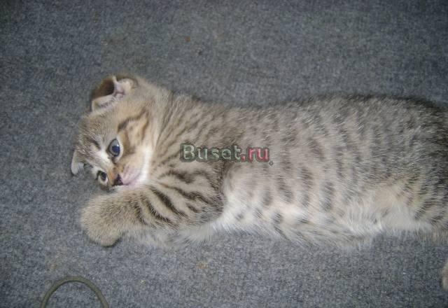 Продаю котят Шотланские вислоухие Москва
