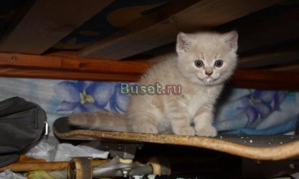 Бежевый британский котенок - 4000 р Москва