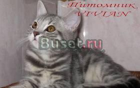Британская девочка голубой мрамор.Привита Москва