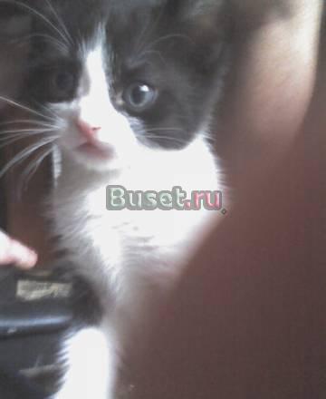 Гладкошерстный котик 2 месяца.Черный с белым галст Москва