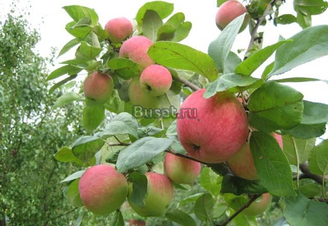 Продаю дачу, Гауфхутор, Фадино, с/т Кварц-2 Омск
