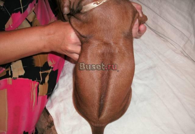 Родезийский риджбек Челябинск