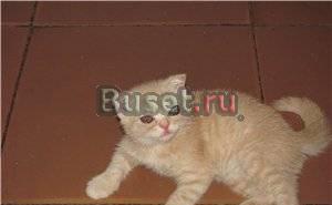 Котята  редких  окрасов Москва