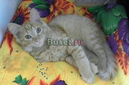 Кошке и котенку нужно найти хозяев Санкт-Петербург