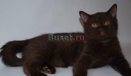 Британский котик шоколадного окраса Москва