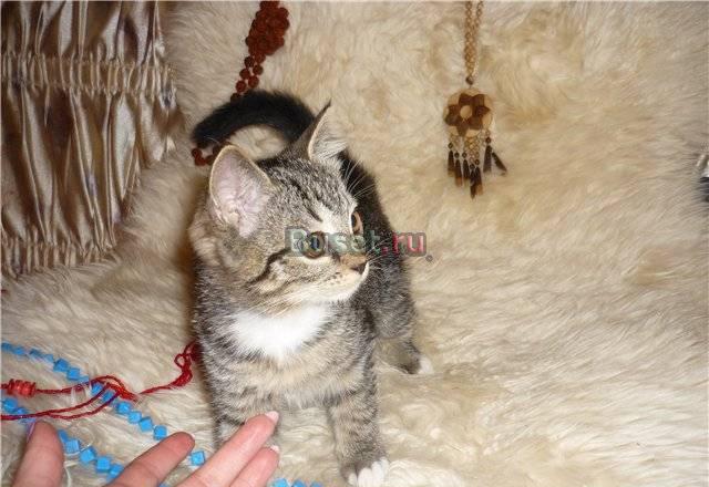 Котенок для домашнего уюта - Клеопатра Москва