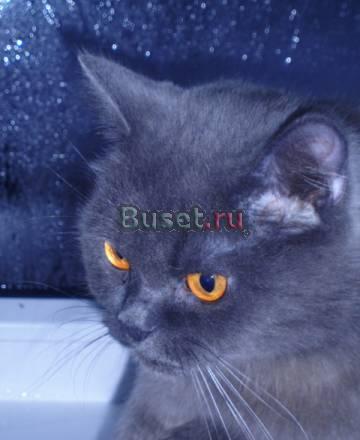 Шотландские котята для вас Москва