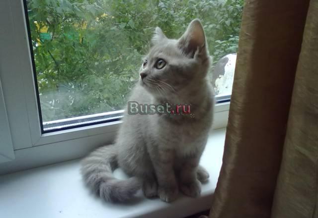 Котенок самка 3 месяца Санкт-Петербург