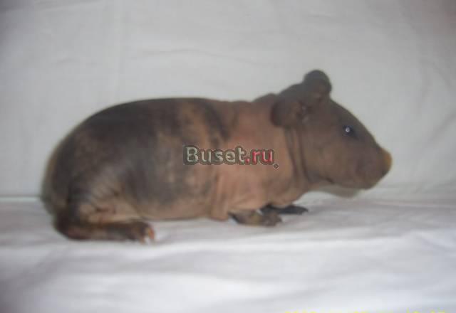 Голые морские свинки скинни Москва