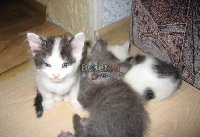 Чудесные -котята, в хорошие руки Москва