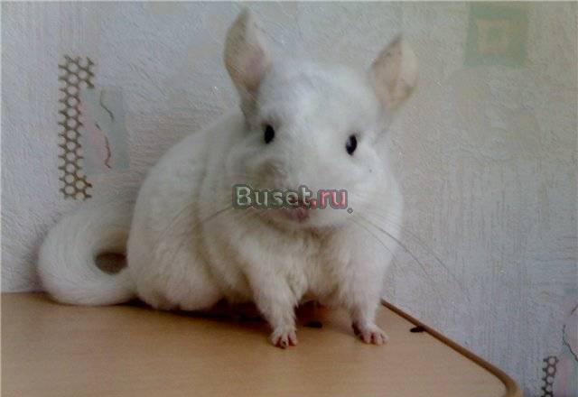 Белая шиншилла Москва