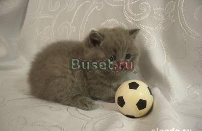 Британские и шотландские котята Москва