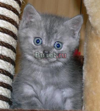 Шотландский прямоухий котик Москва