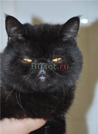 Маня, 3 года, экзот Санкт-Петербург