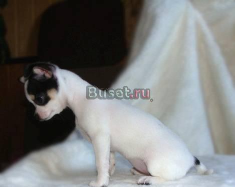 Чихуахуа от мелких производителей Воронеж