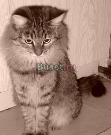 Отдам в добрые руки кошку Москва