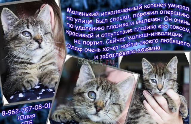 Котенок-инвалидик хочет найти любящего хозяина Санкт-Петербург