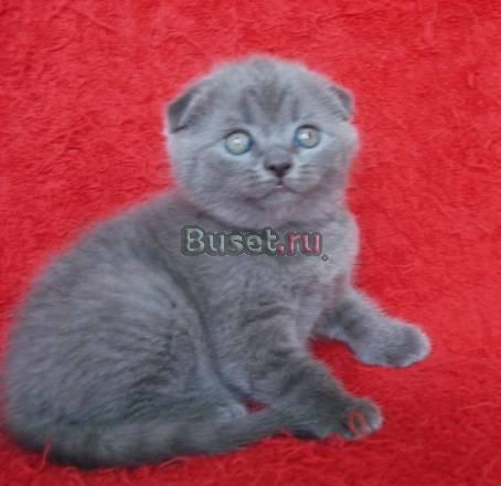Шотландский вислоухий котик голубого окраса Москва