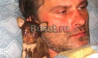 Той терьер,Йорк,Чих и Шпиц девчонки на выбор Москва