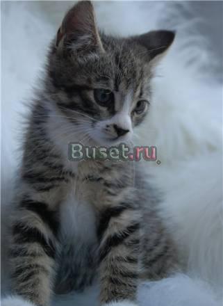 Серый котенок Чижик ищет дом Санкт-Петербург