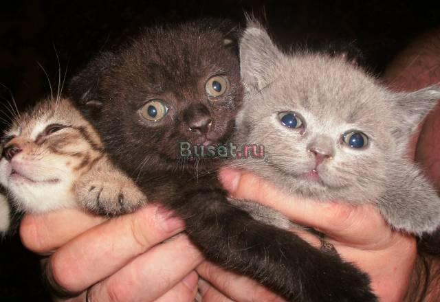 Котята скоттиш-фолд и страйт Москва