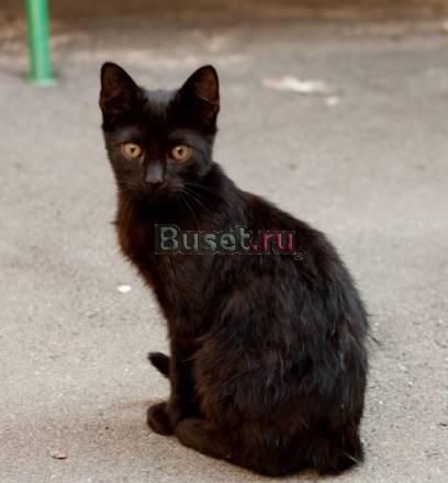 Котята 3 месяца хотят домой Санкт-Петербург