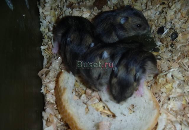 Продам Джунгарских хомячков Уфа