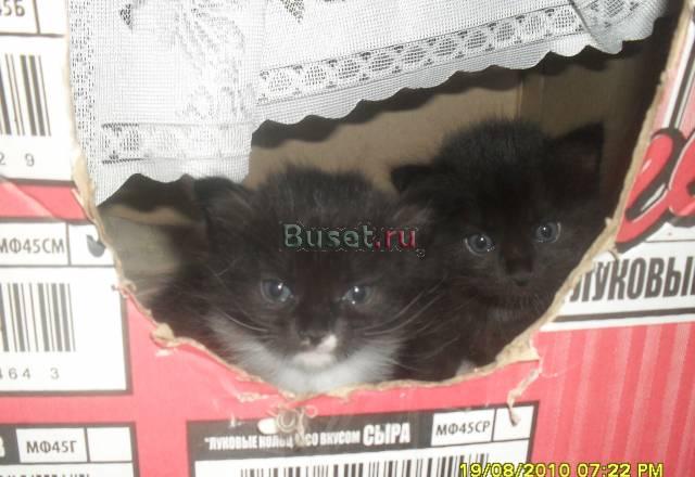 Отдам котяток Ногинск