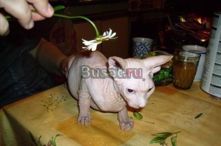 Канадский сфинкс котята Санкт-Петербург