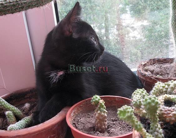 Черная кошечка(2 мес) в дар.Ей очень нужен дом Москва