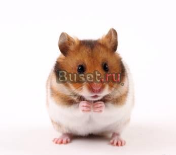 Хомячок девочка Москва