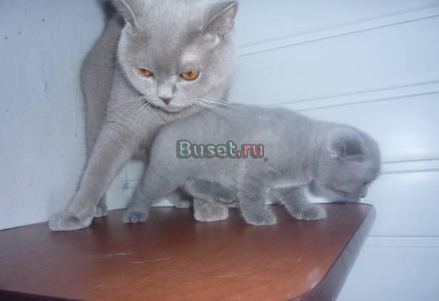 Шотландский вислоухий котенок Москва