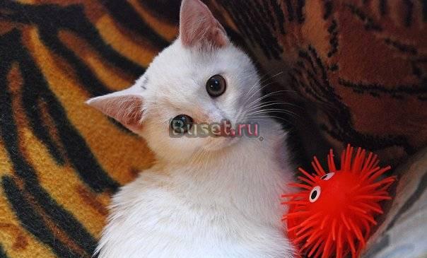 Котёнок Санкт-Петербург