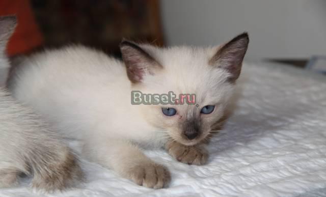Котята Меконгского бобтейла Москва