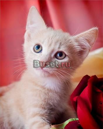 Очаровательный палевый котенок-от домашней кошечки Москва
