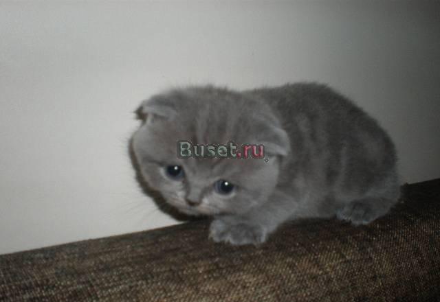 Шотландские котята Москва