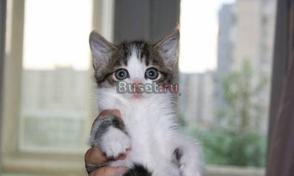 Котёнок из приюта Лика, 1 мес., ласковая Санкт-Петербург