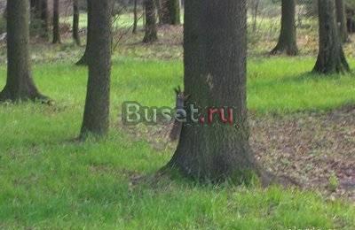 Продаю лесной участок Дмитров