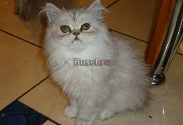 Продажа котёнка Москва
