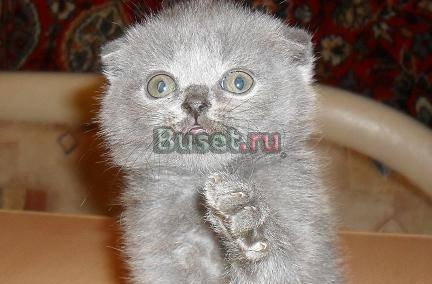 Шотландские вислоухие голубые котята Москва