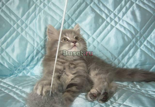 Шотландские и британские котята различных окрасов Москва