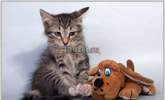 Очаровательный котенок в добрые руки в дар Москва