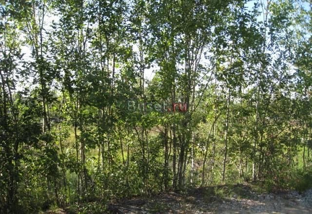Участок в развитом садоводстве Санкт-Петербург