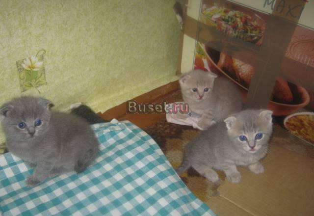 Очаровательные малыши для души и сердца Мценск