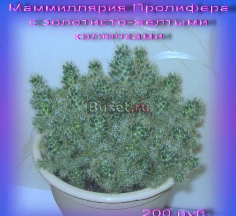 Кактусы маммилярия Пролифера Москва