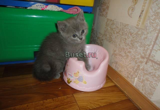 Британский котик Москва